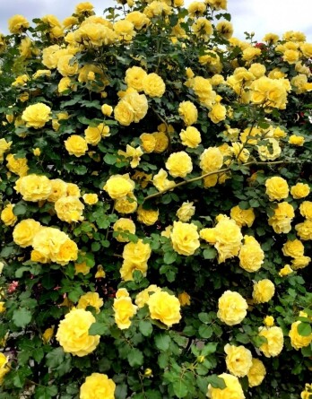 Роза Голдштерн