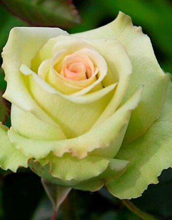 Роза Грин Фэшн