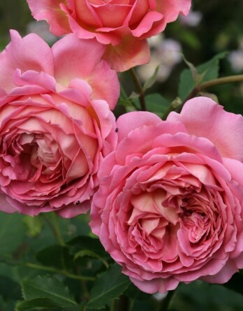 Роза Джубили Селебрейшн