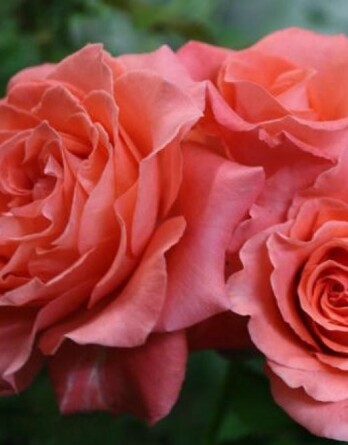 Роза Ди Ди Бриджуотер