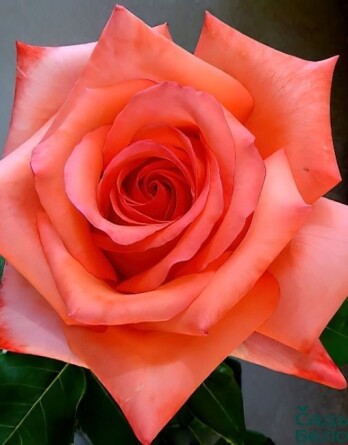 Роза Импульс