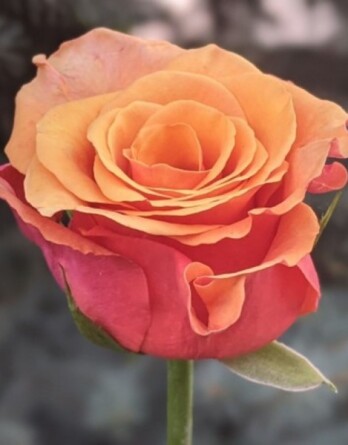 Роза Испания