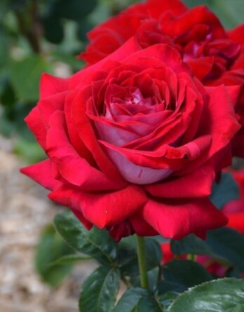 Роза Кантри Спирит Вельвет