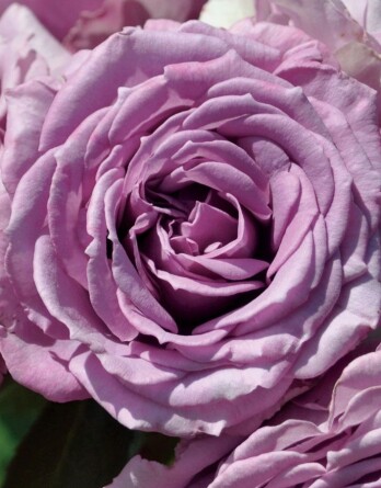 Роза Квиксильвер