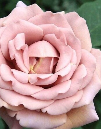 Роза Коко Локо