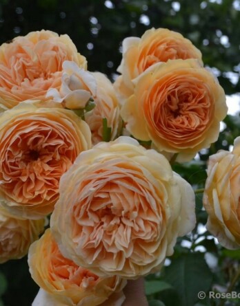 Роза Краун Принцесс Маргарет