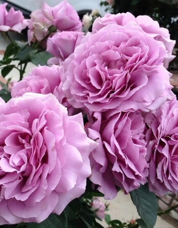 Роза Лав Сонг