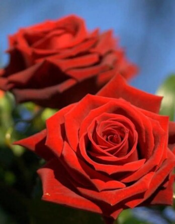 Роза Лавли Ред