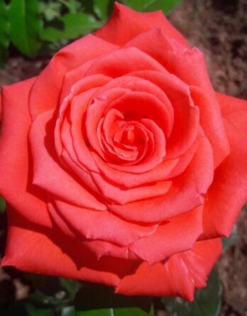 Роза Маниту