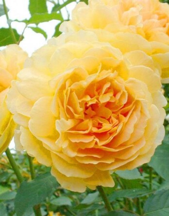 Роза Молинью