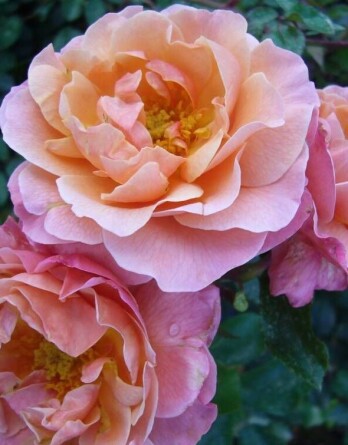 Роза Пампкин Патч