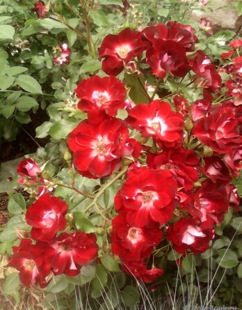 Роза Патрик Пуавр де Арвор