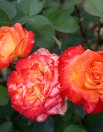 Роза Пигаль 85