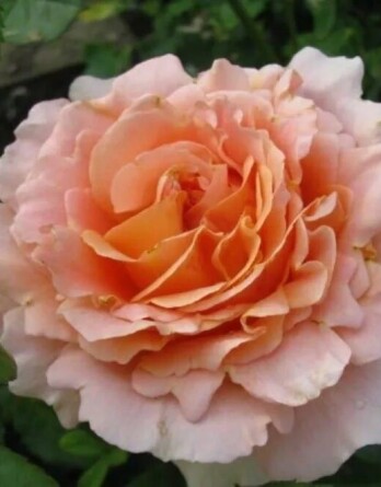 Роза Полька