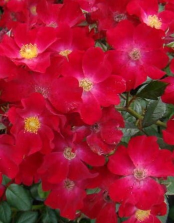 Роза Поппи Роуз