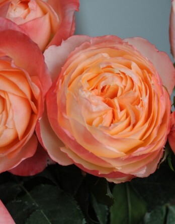 Роза Принцесса Айко