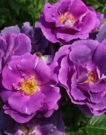 Роза Рапсоди ин Блю