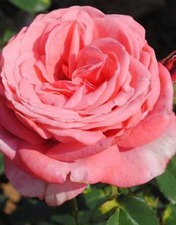 Роза Розанна