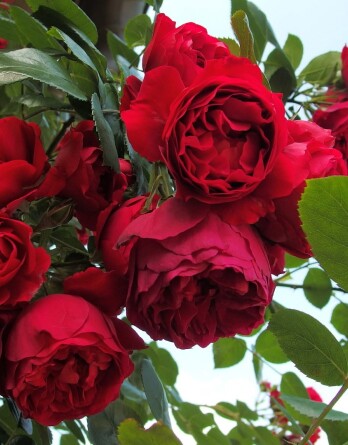 Роза Флорентина