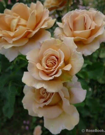 Роза Хони Дижон