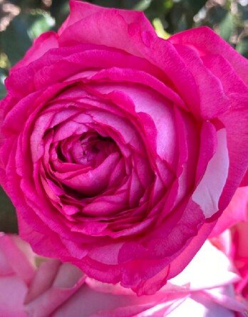 Роза Цикламен Пьер де Ронсар