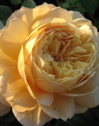 Роза Чарльз Дарвин