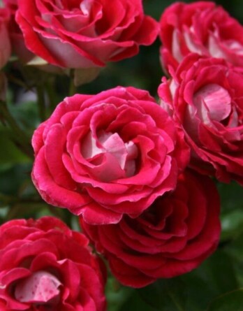 Роза Шоне Кобленцерин