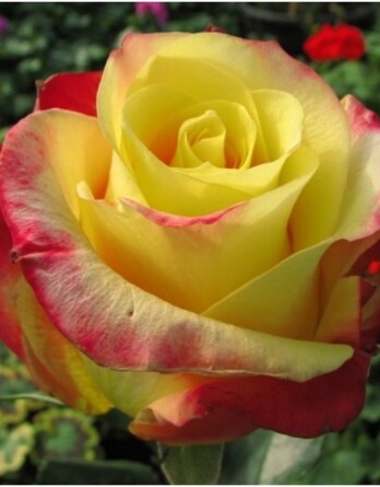 Роза Хот Меренга