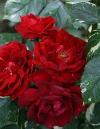 Роза Эли Семун